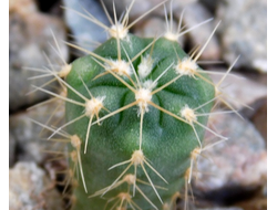 Gymnocalycium multiflorum (sensu Till, HT-2603) GN-4538 (Австрия) - D=10mm