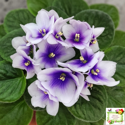 ЛЕ-Мятная Прохлада (Е. Лебецкая) 2019 г.