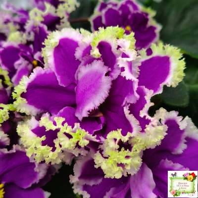 ЕК-Малахитовая Орхидея (Е. Коршунова) 2012 г.