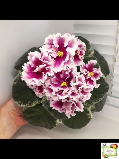 ВаТ-Агат Розовый (Т. Валькова) 2019 г.