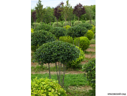 Топиар Боярышник сливолистный в форме зонта