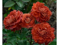 Викториана