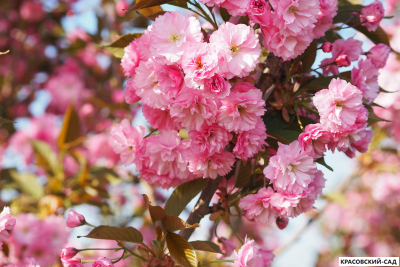 Вишня Канзан - Kanzan