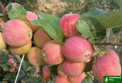 Яблоня "Жебровское"