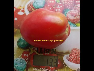 Томат Новый Кенигсберг розовый