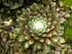 Sempervivum ARACHNOIDEUM - розетка