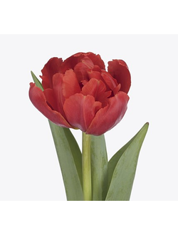 Тюльпан Корал Сансет (Coral Sunset) (в упаковке 10 штук одного сорта)