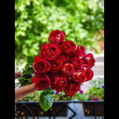 Роза Эквадор 80 см 15 шт