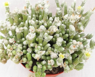 Авония бумагоподобная - Avonia Papyracea, растение с чешуей
