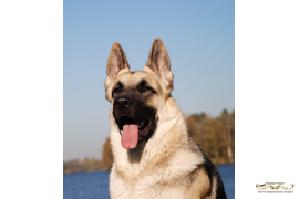 Каури Каскад