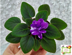 Hunter's Primal Scream (K.Muzalewski)