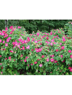 Роза морщинистая 'Rubra' (Шиповник)