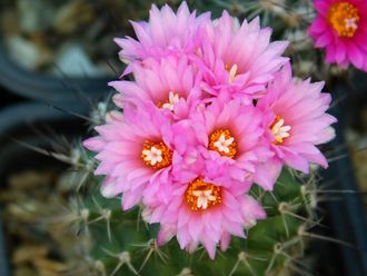 Gymnocactus viereckii - 5 семян