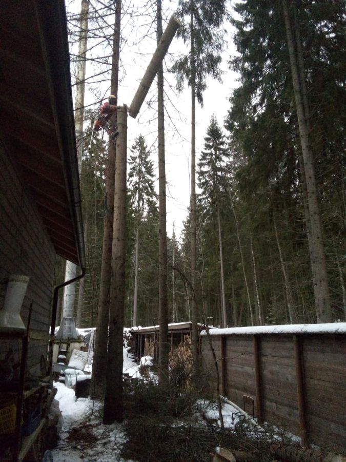 Валка сухих елей в Пансионате "Северное сияние" в Валдае