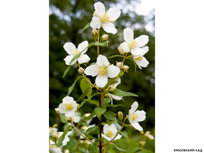 Чубушник венечный Лемуана Монблан