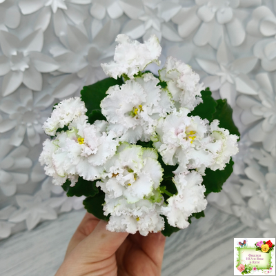 АВ-Любимая Игрушка (Фиалковод) 2015 г.