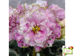 БР-Кудряшка (С. и Н. Буркацкие) 2021 г.