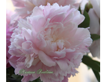 Paeonia Junior miss