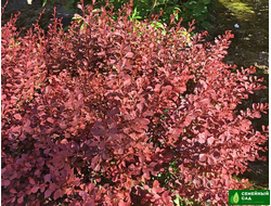 Барбарис Тунберга "Atropurpurea" (Атропурпуреа)