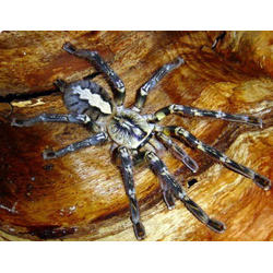 Poecilotheria ornata
