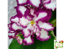 ВаТ-Волшебная Сказка (Т.Валькова) 2019 г.