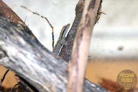 ТРАУРНЫЙ ГЕККОН, Lepidodactylus Lugubris