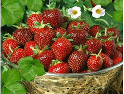 Земляника/Клубника