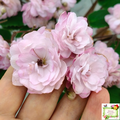 Lituanika (Būtienė) трейлер