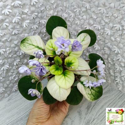 ЛЕ-Хрустальный Водопад Голд (Е. Лебецкая /С. Новгородова) 2018 трейлер