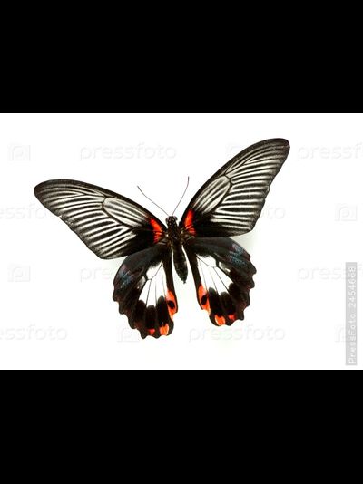 Тропикарий-ферма Бабочек 14 куколок разные виды