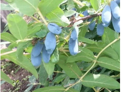 Нижегородская (жимолость), 4года, ЗКС