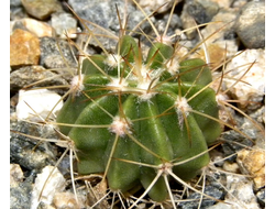 Melocactus albicephalus HU 350, Morro de Chapeu, Bahia (D=10-20мм)