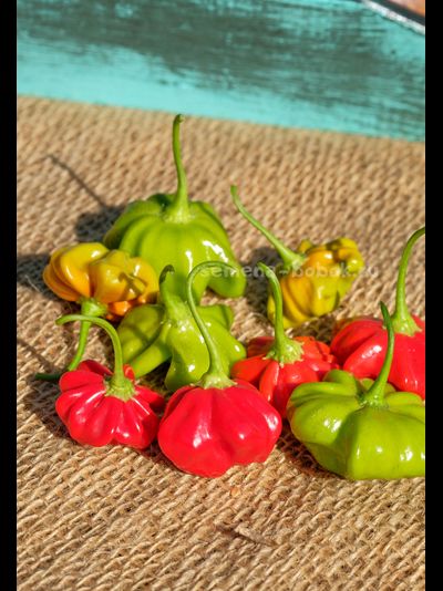 Перец острый Brazilian Starfish (Бразильская Морская Звезда), 10 шт