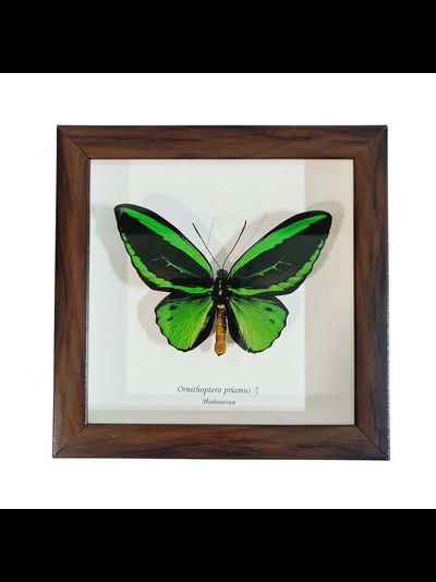 Птицекрыл  №1080