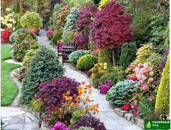 ДЕКОРАТИВНЫЕ КУСТАРНИКИ