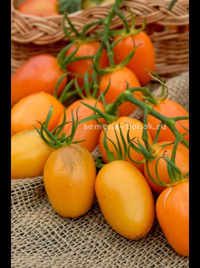 Томат Orange Roma (Оранжевый Римский), 10 шт