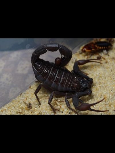 Скорпион Hottentotta gentili