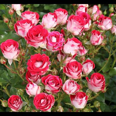 Шоне Коблецерин (Schone Koblenzerin)