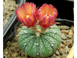 Astrophytum (CAPAS type X ASRF) (1004) - 10 семян