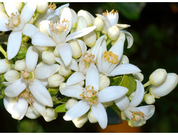 Нероли (Citrus aurantium) Тунис, 1 г - 100% натуральное эфирное масло