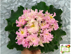 АВ-Златые Горы (Фиалковод) 2021 г.