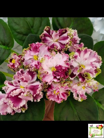 КО-Петушок Золотой Гребешок (О. Кособокова) 2016