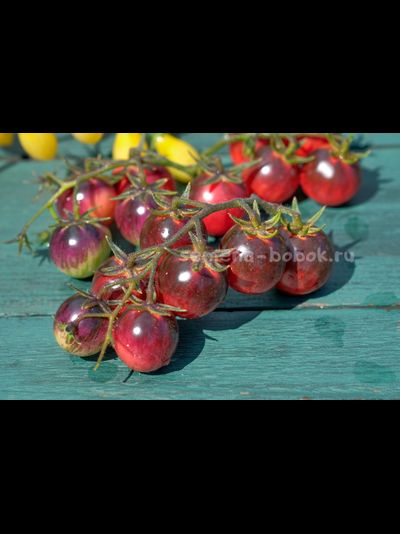 Томат Märchenglanz (Сказочный Блеск), 10 шт