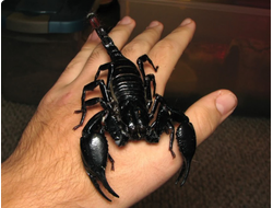 Heterometrus spinifer