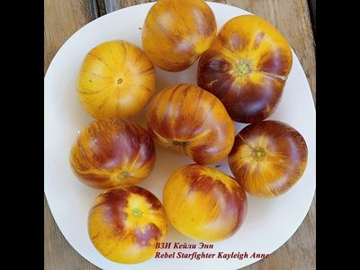 Томат Восставший Звездный Истребитель Кэйли Энн (Rebel Starfighter Kayleigh Anne)