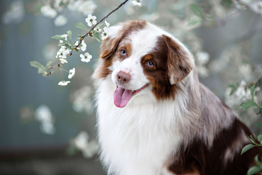 Дилан и весна