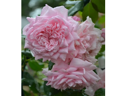 Свит Лагуна (Sweet Laguna)