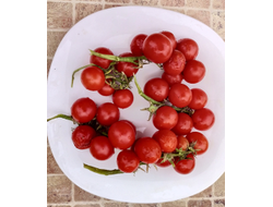 Томат Принц Баяя (Prince Bajaja)