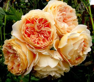 Краун Принцесса Маргарита (Crown Princess Margareta) роза, ЗКС