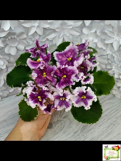 МТ-Сладкая Фантазия (М. Тотиева) 2022 г. (лист с детками укоренённый)